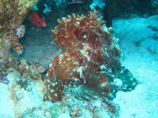 Open Water Tauchkurs Hurghada PADI